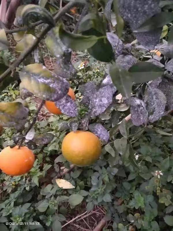 柑橘白癞病什么时候停止蔓延(柑橘果实白癞病用什么农药防治)