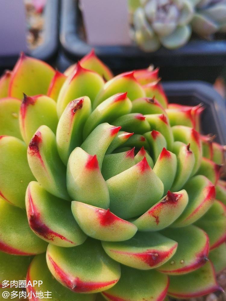 颜值和人气都很高的叠叶多肉你爱了吗