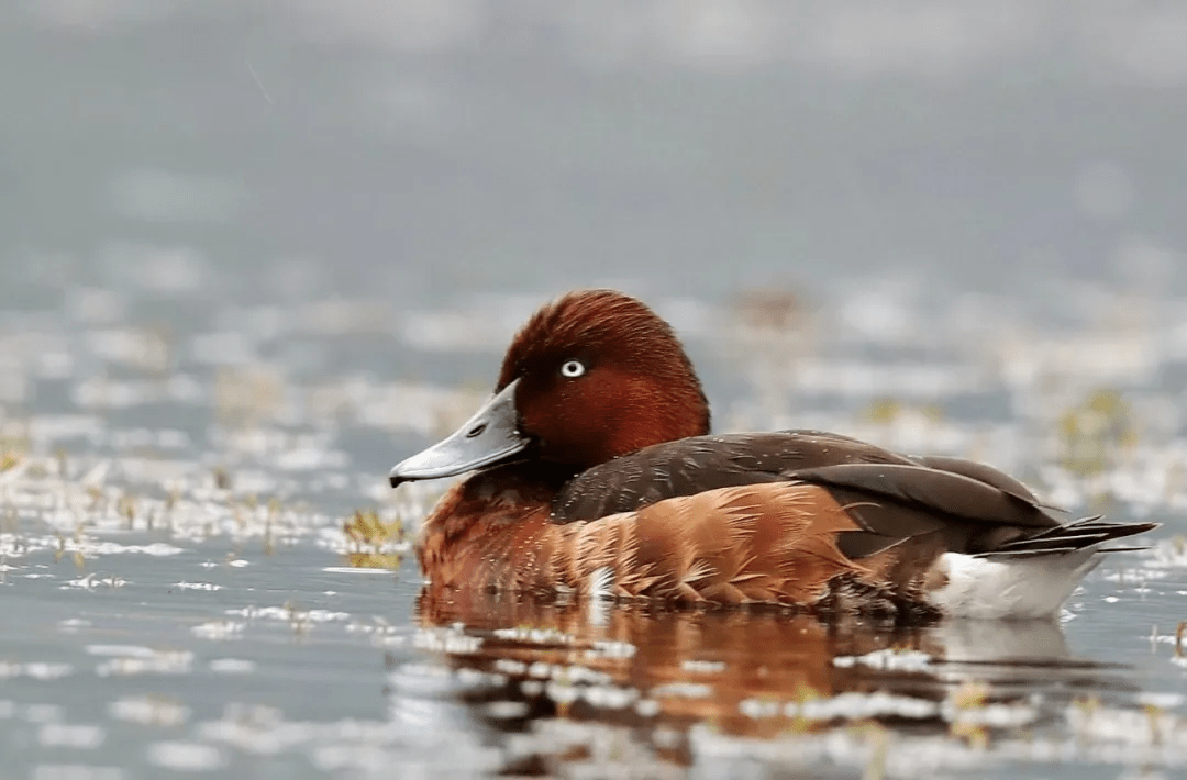 腾冲北海湿地鸟类大全图片