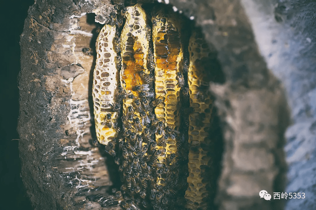 我们不养蜜蜂,我们只是野生蜂蜜的采集工!_老挝_自然环境_来自