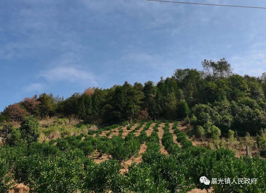 寻乌县晨光镇人民政府推动农业高质量发展让群众增收有保障