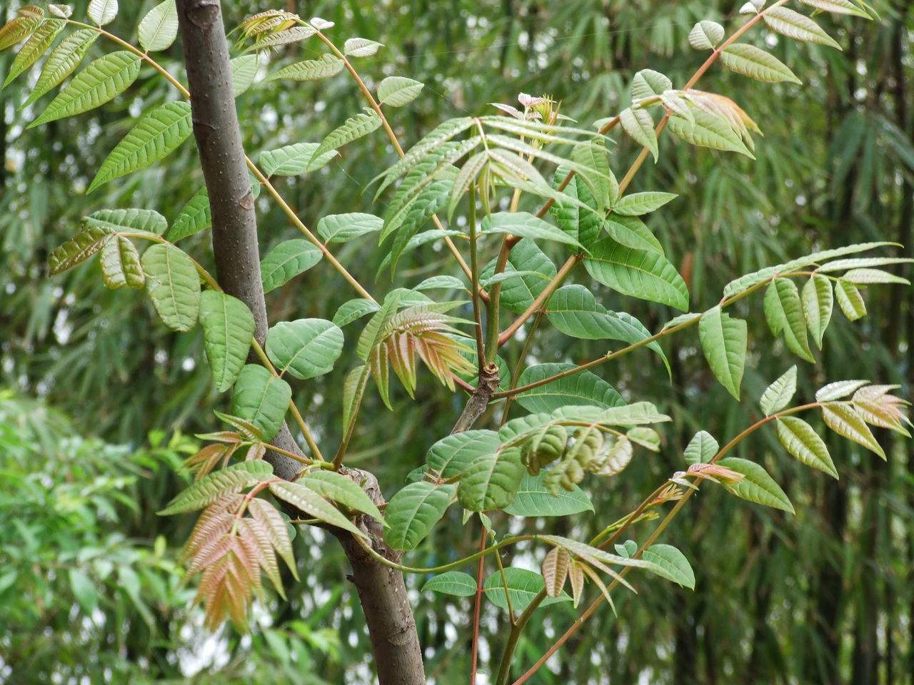 香椿-丽江园林绿化植物-图片
