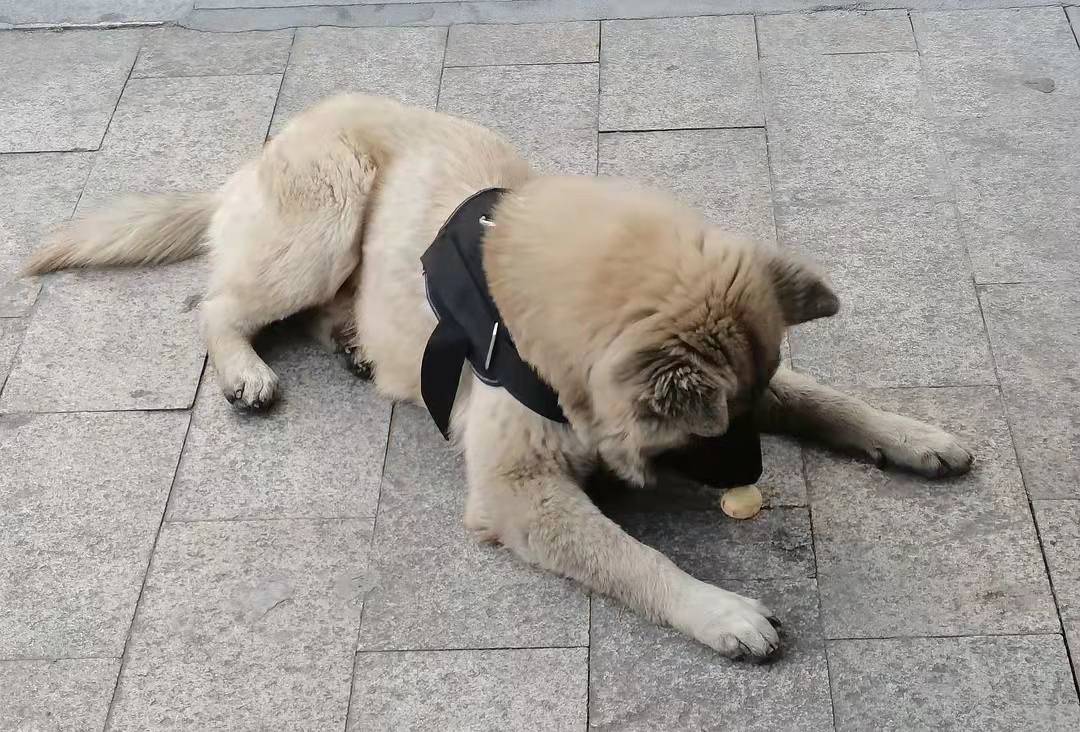 方法训犬技巧，原地靠训练的第一天（随行叫回基础）