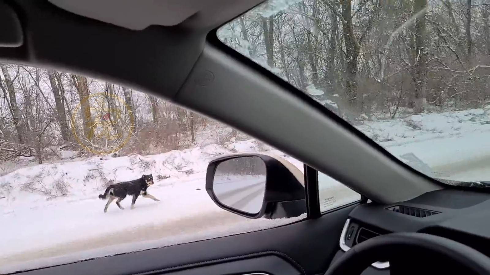 大雪中的流浪狗因人類的一聲呼喚瘋狂追車用堅持贏得了一個家