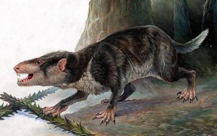 95亿年前——吴氏巨颅兽——最早的哺乳动物之一,出现比较发达的嗅觉