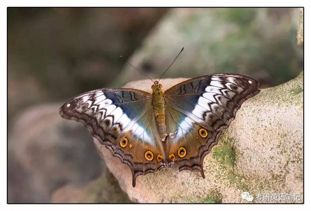 台文蛱蝶 vindula dejone 雌蝶金斑蝶 danaus chrys