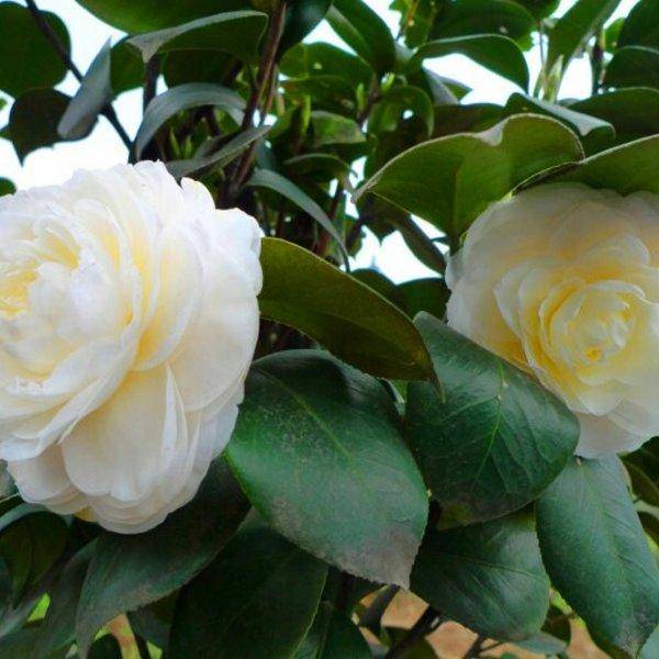 东方亮茶花是中国传统名花 不输牡丹 玫瑰 适合家庭盆栽 品种 感觉 养殖 东方亮茶花是中国传统名花 不输牡丹 玫瑰 适合家庭盆栽 品种 感觉 养殖