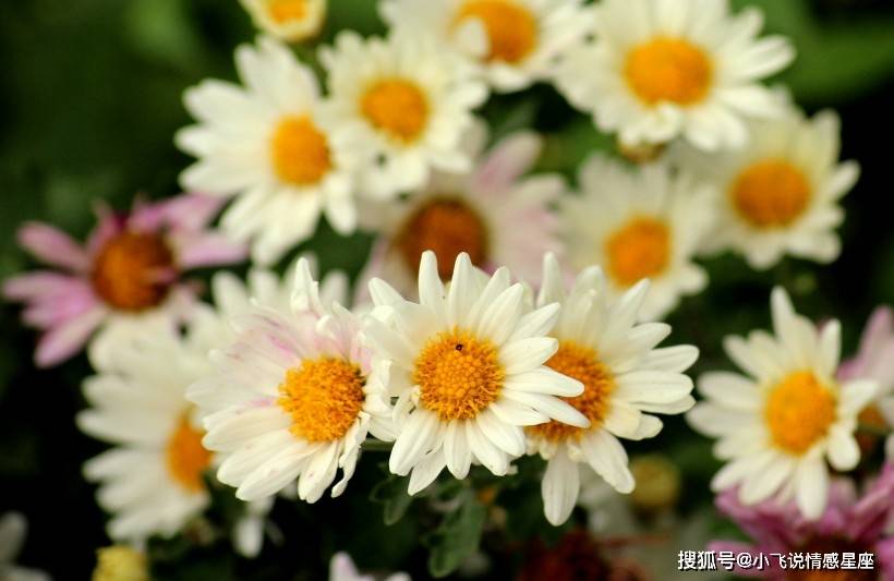 补充|出了名的健忘的三大生肖，做事拖泥带水，你有这样的朋友吗
