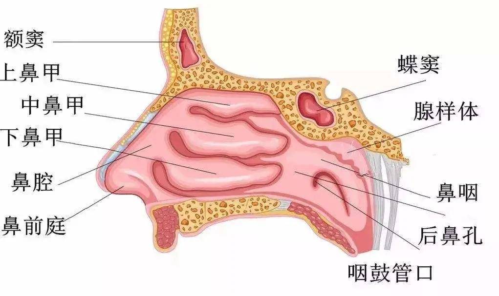 鼻黏膜位置图片