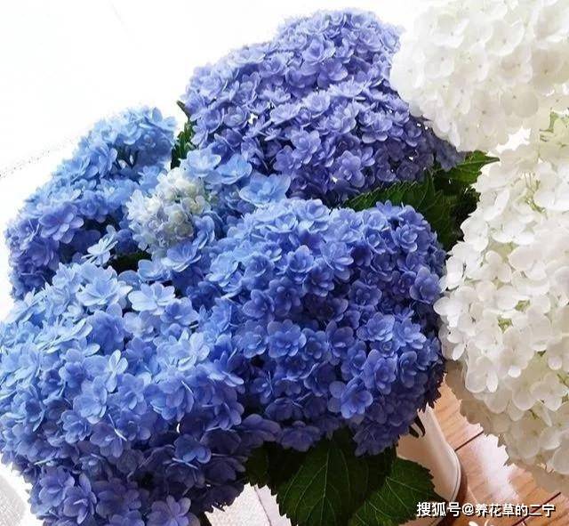 绣球中的 战斗鸡 重瓣花手鞠 一个花头2个大 比无尽夏还牛 开花 叶片 土壤