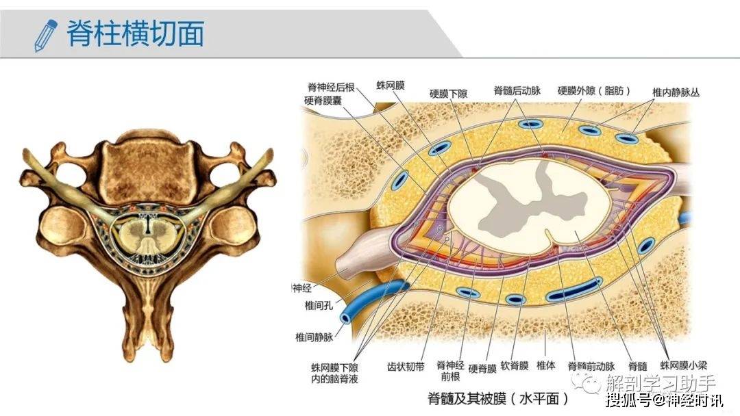 人体解剖学课件中枢神经系统端脑