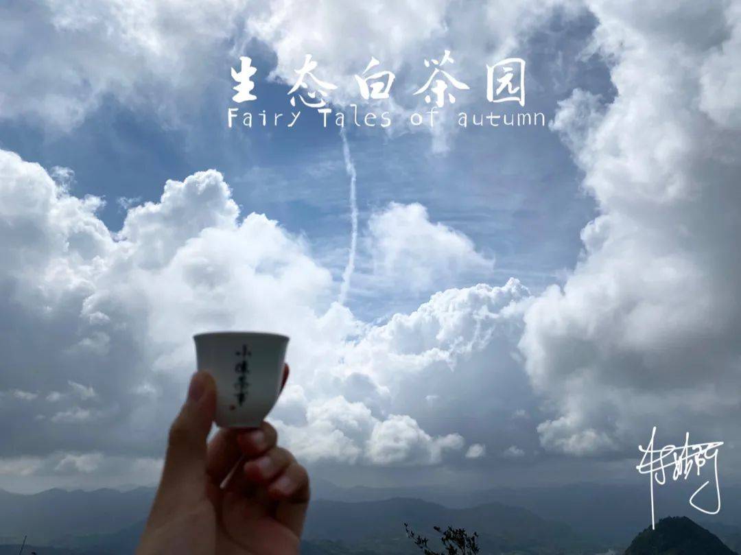 名字|冬日、喜雨、饮茶，来杯老白茶吧！