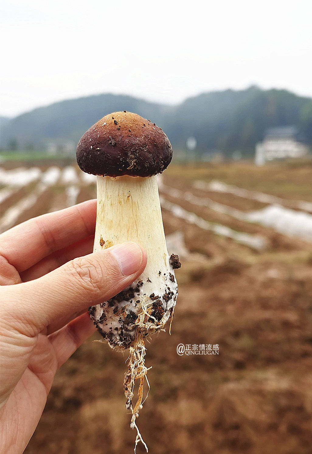 素中之荤球盖菇健康环保致富路