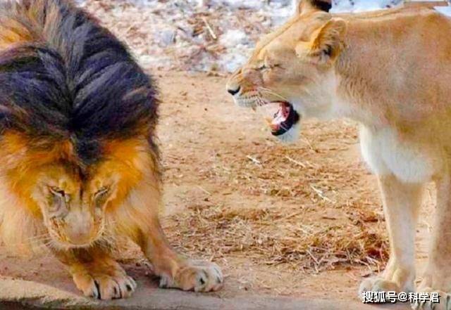 母狮子交配完,为什么会满地打滚,甚至转头撕咬攻击雄狮?