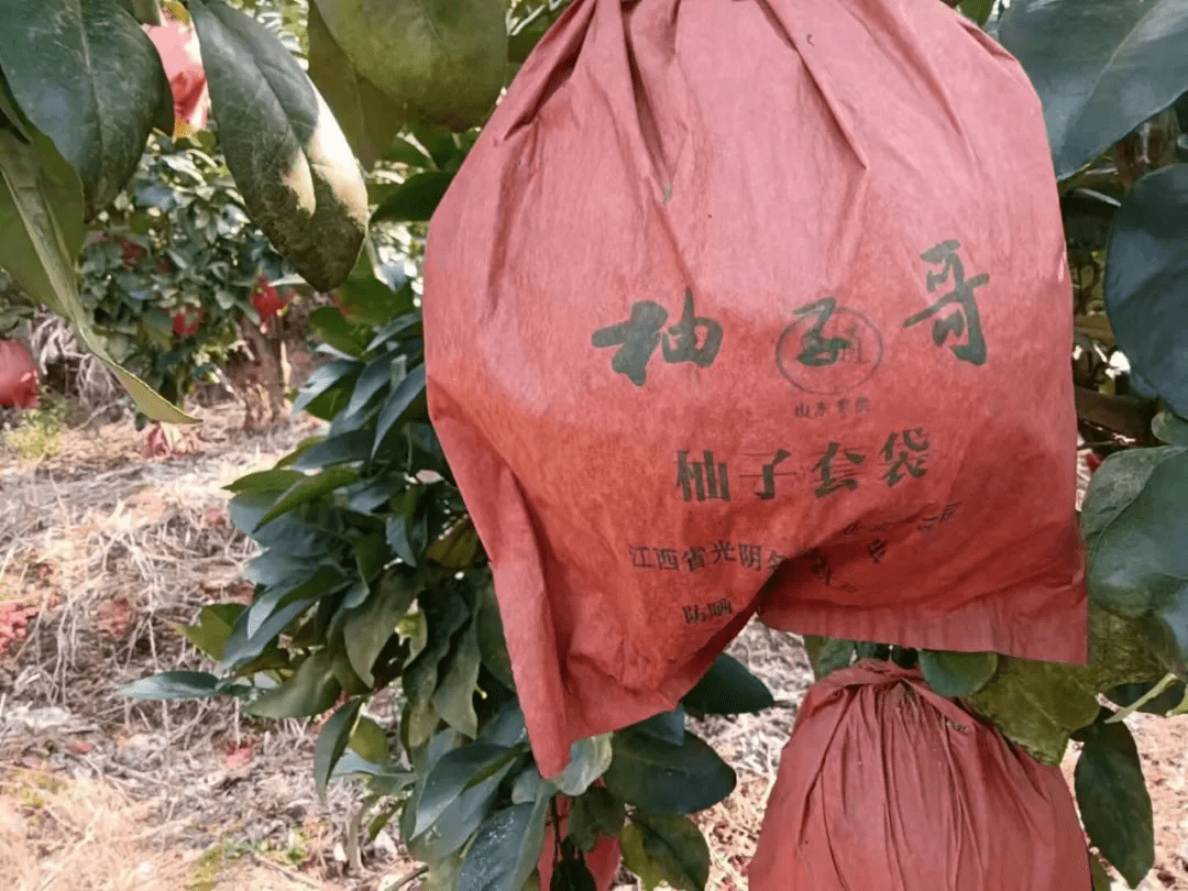 江西冯真亮从上饶广丰走出来的柚子哥品牌唱响全国