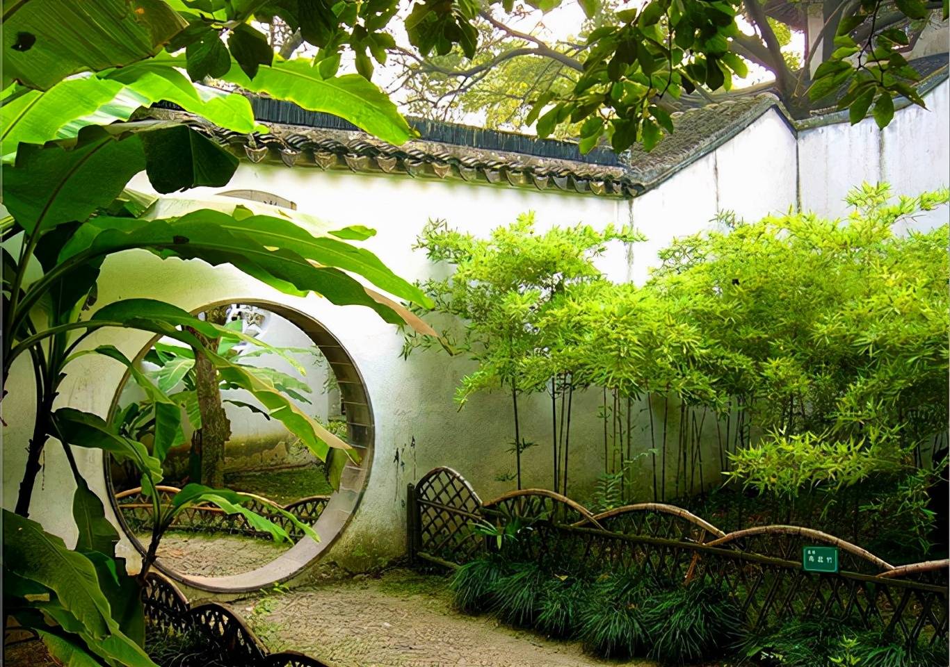 芭蕉_庭院_槐树