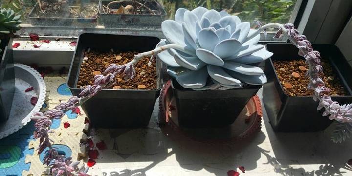 最值得入手的多肉植物 十块钱能买好几棵 仙气十足 冬天也能种 雪莲 漂亮 天使之泪 全网搜