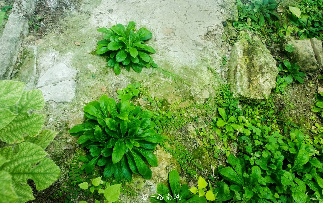 游客|杭州西湖居然有座清朝行宫，历经沧桑已成废墟，康熙乾隆都居住过