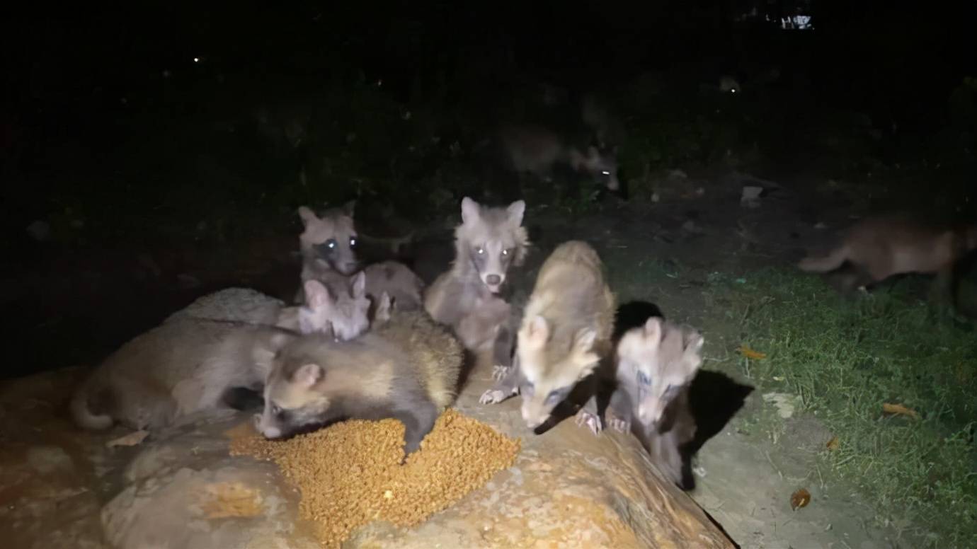 这些野生动物,能在城市定居下来,必然是拥有能够适应城市生活的能力.