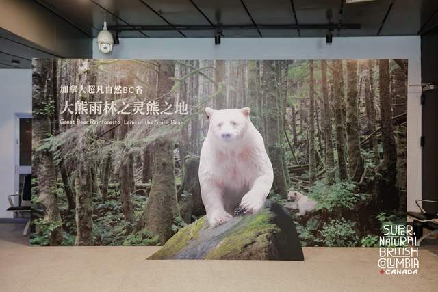在世界上最大的电影博物馆看《大熊雨林》，感受狂野的自然之美