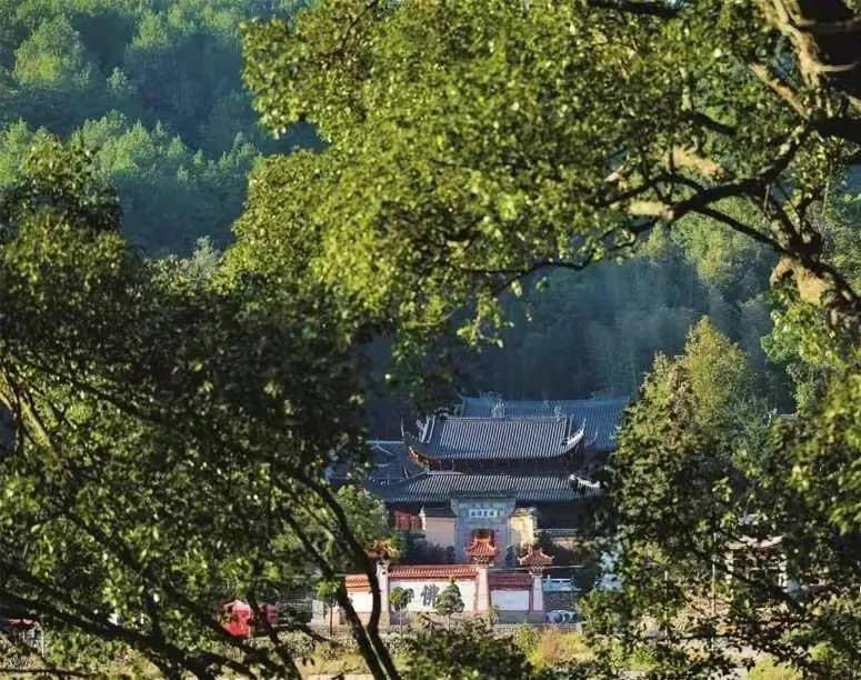 古刹银杏有情见证法轮常转武夷山瑞岩禅寺