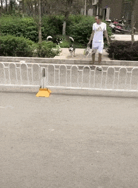 弹球狗子要是自娱自乐起来，就没主人什么事了，这是单身狗的独有技能