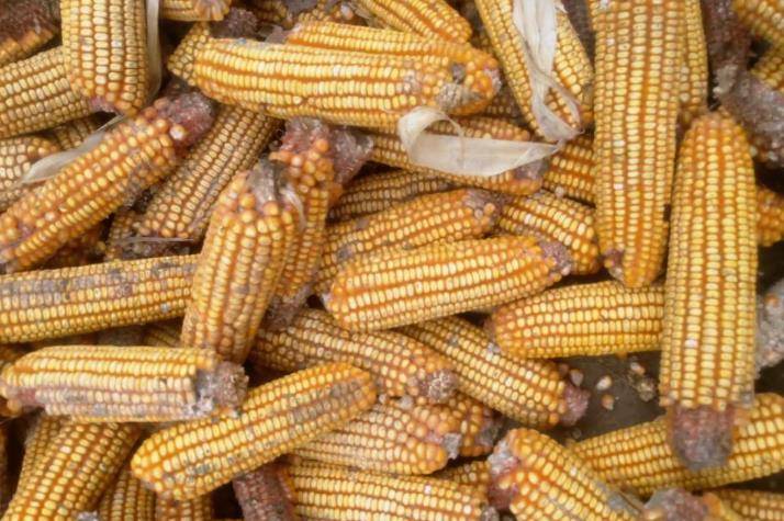 忠告|肝不好要多吃粗粮？医生忠告：3种吃粗粮的“方式”，反会伤肝