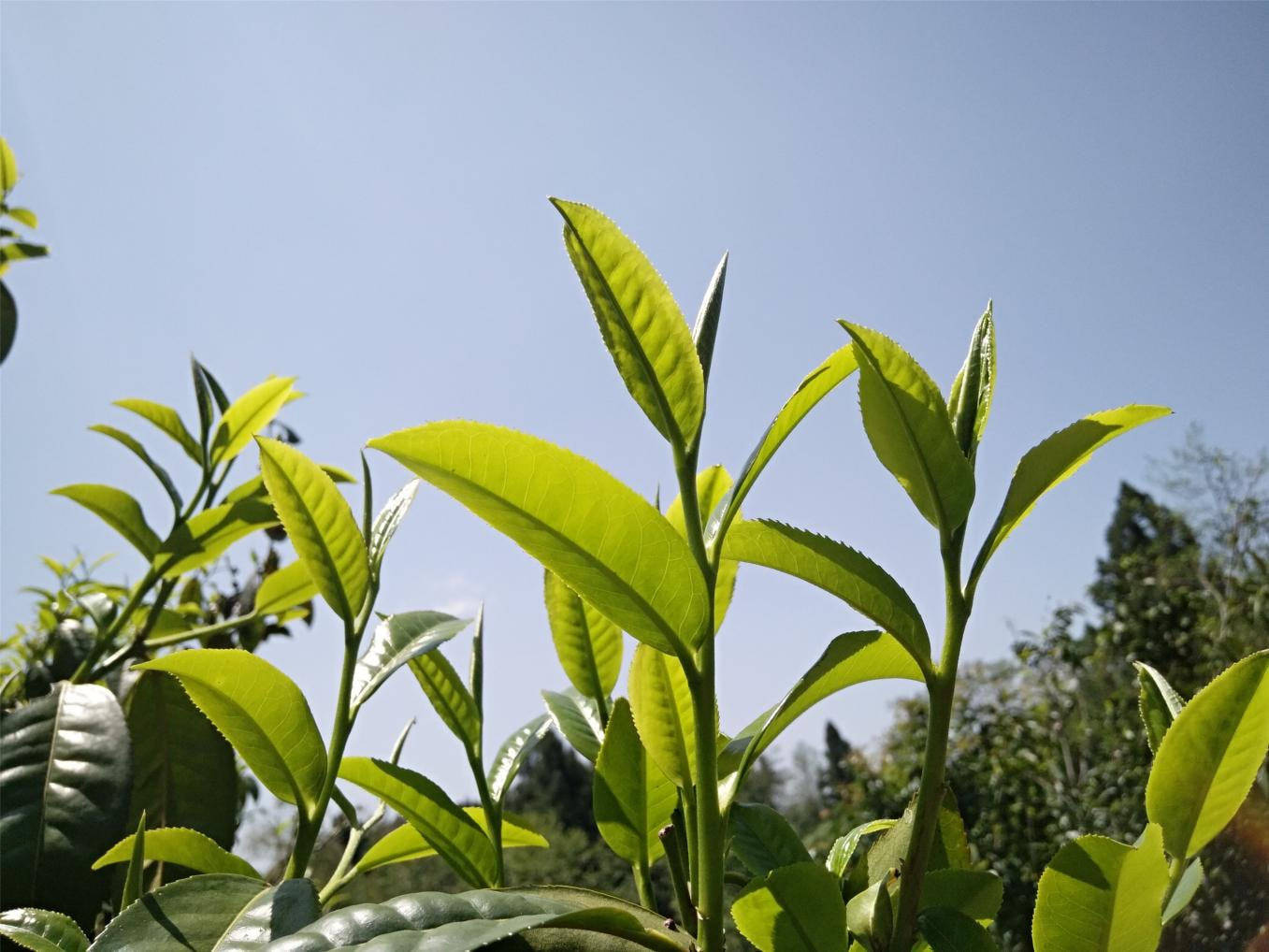 社区|腾冲市芒棒镇：做精茶叶产业“小盆景” 汇聚产业兴旺“大风景”