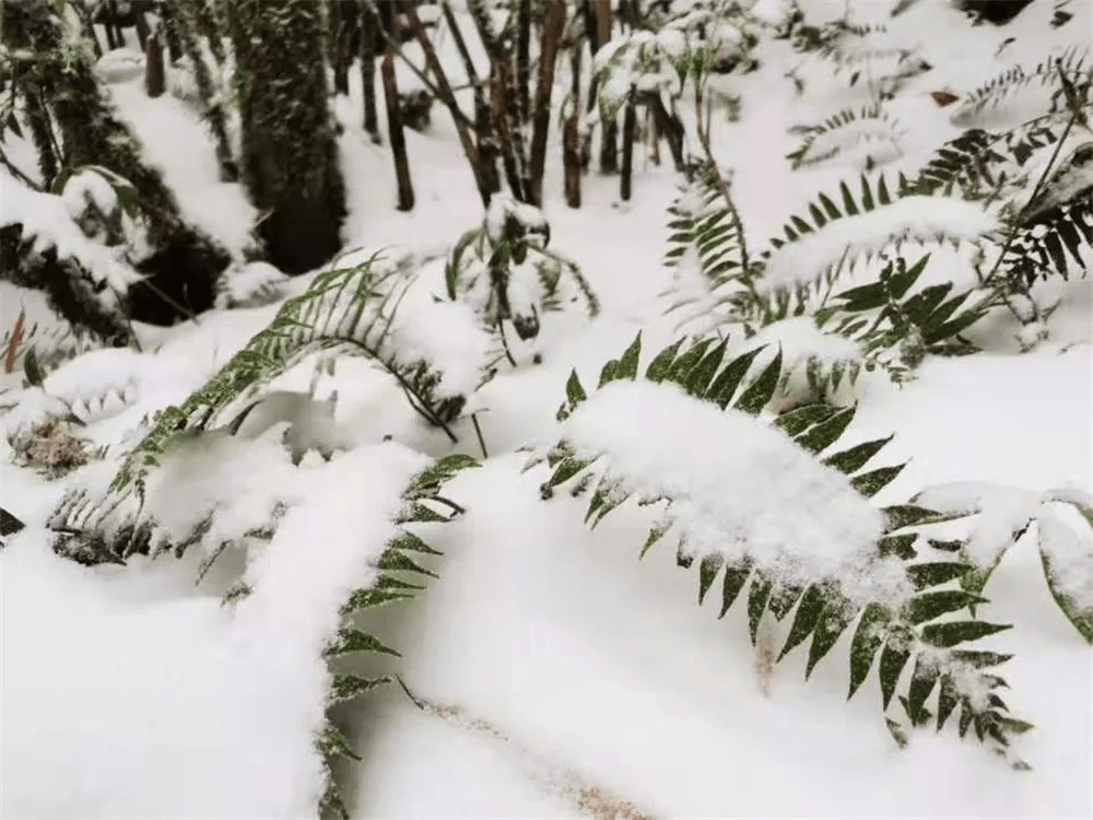 生活|赏高黎贡山雪，盼人间春色