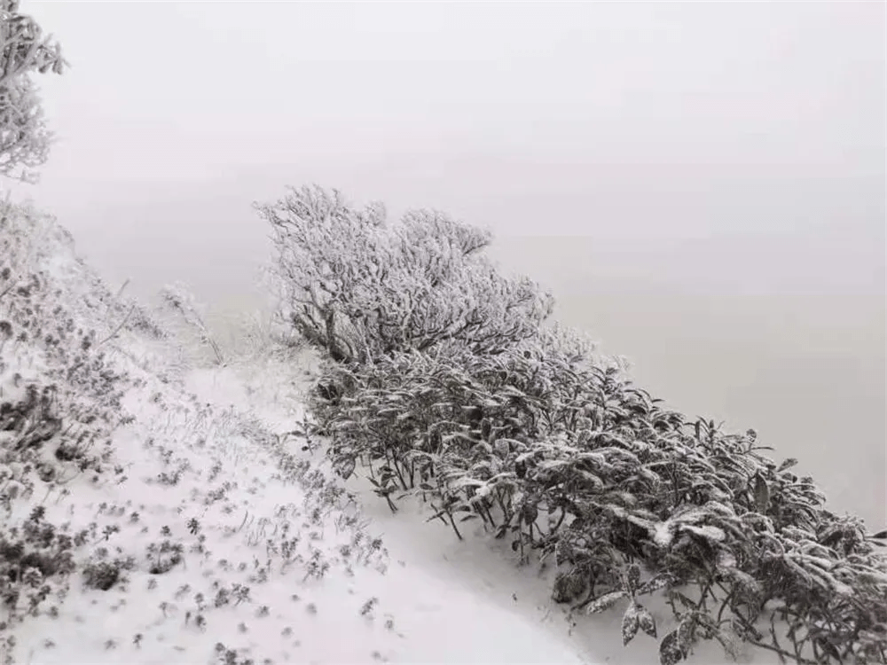 生活|赏高黎贡山雪，盼人间春色