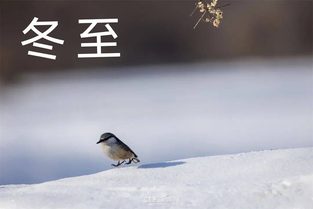 夜间|今日冬至，昼最短，夜最长丨本周哈市气温持续偏低