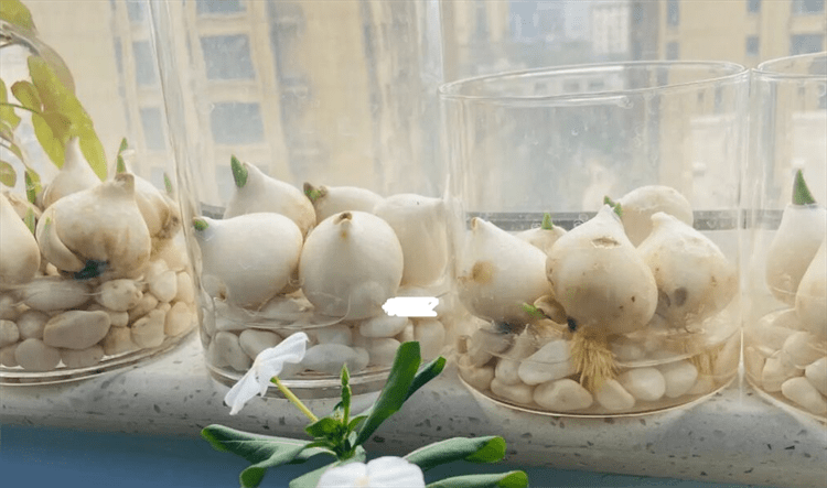 水培郁金香该如何养做好基础水培工作注意消毒管理容易开花