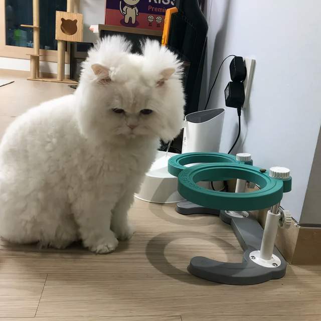 猫咪拾荒老人遇到狗狗，将自己宝贵的食物分享给它吃，这才是真爱吧？