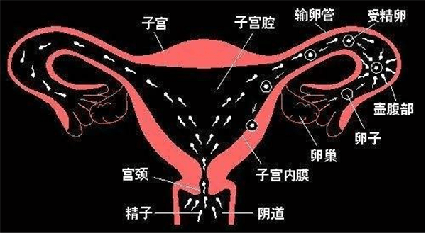 怀孕子宫右旋图图片