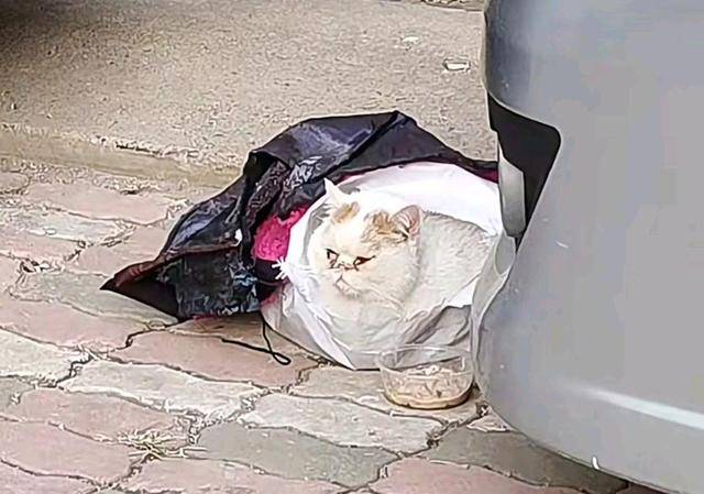 进行名贵加菲猫，蹲在路边“等死”，这么贵的猫说扔就扔，家里有矿？