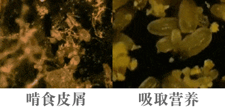 美眉为何韩国女生普遍都是“冷白皮”？坚持3个好习惯，肌肤焕白通透