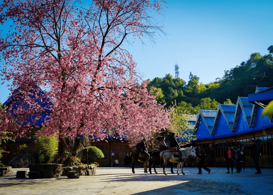 季节|去腾冲樱花谷，赏“浪漫樱花”