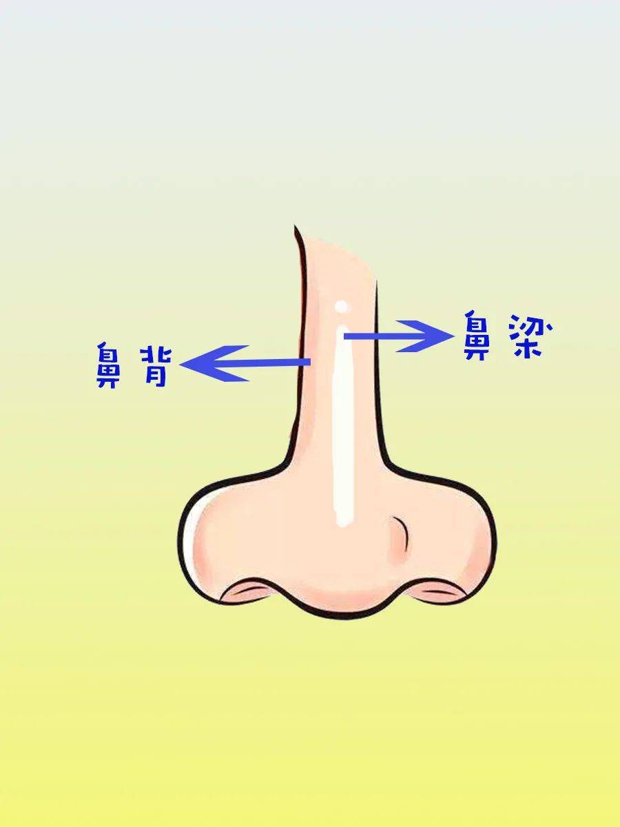 认知教育人体系列——鼻子_鼻腔_作用_保护