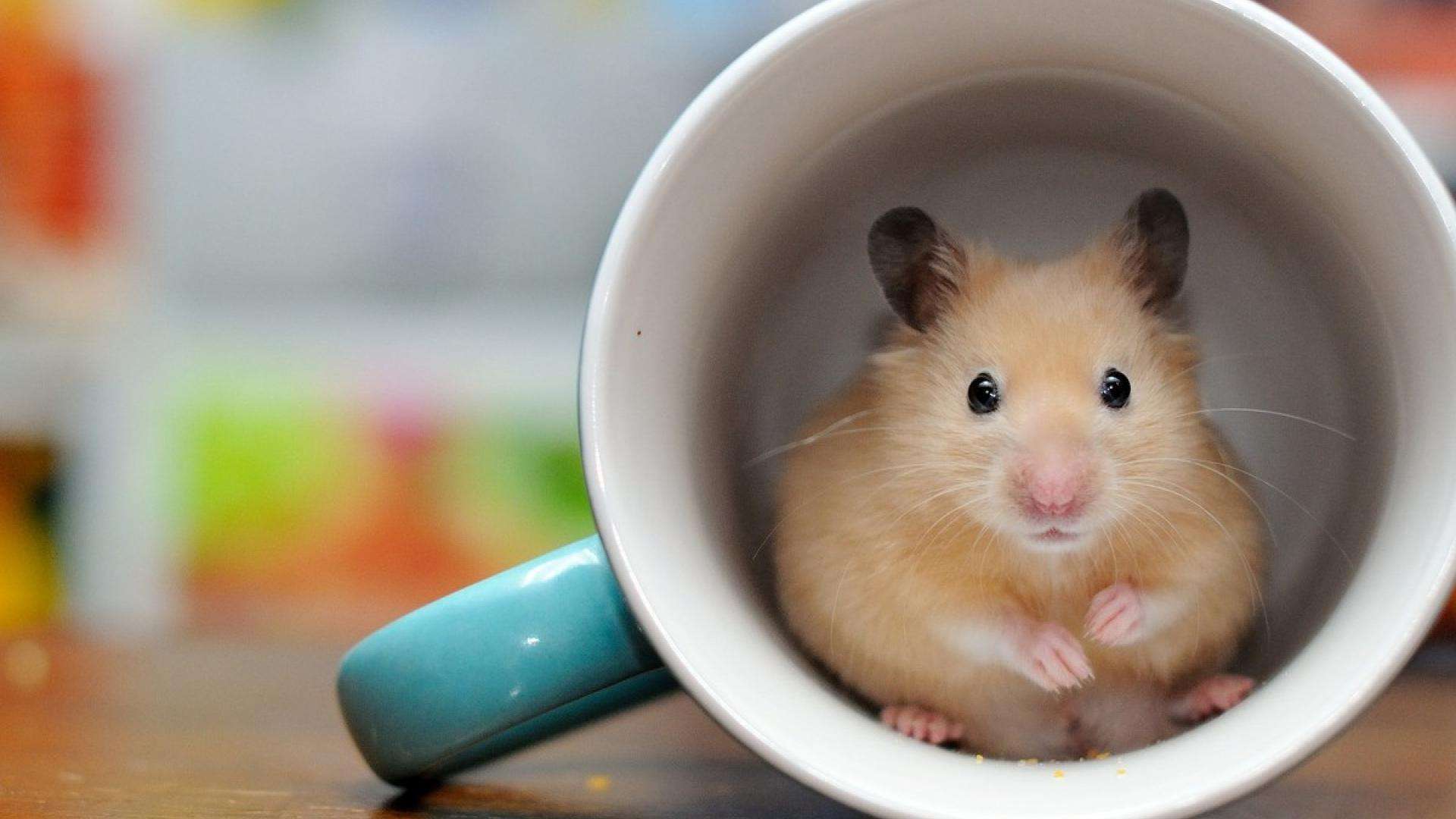 出道娱乐零零后最喜欢的动物第20211223期