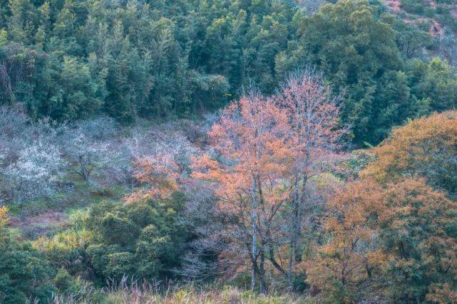 天门|永泰：春华秋实，一季青梅花又开