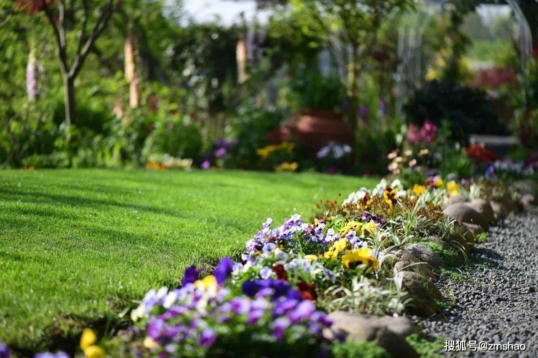 这些花圃常见的爆花机器 貌美更好吃 三色堇 花坛 因为