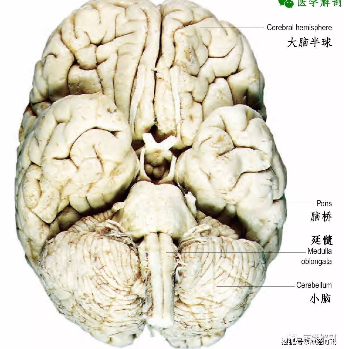 人体大脑脑髓图片-欧莱凯设计网