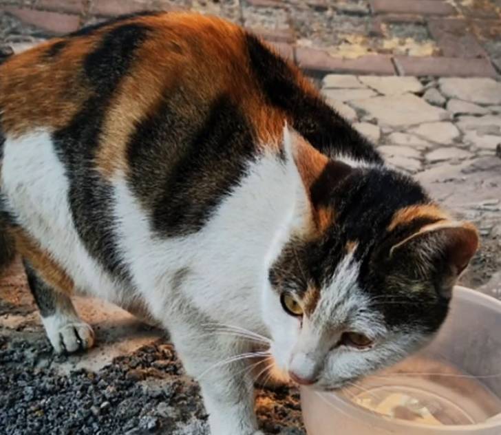 猫咪扮“阔太太”走红，谁能想到，这么好看的猫，2年前是流浪猫