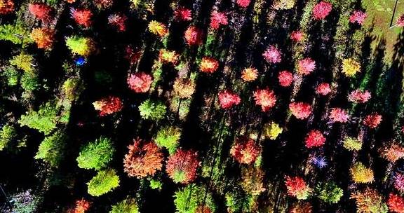  原创 空中俯瞰最美水杉林，五彩斑斓令人惊艳