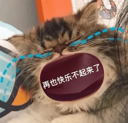 叫妈的猫表情包图片