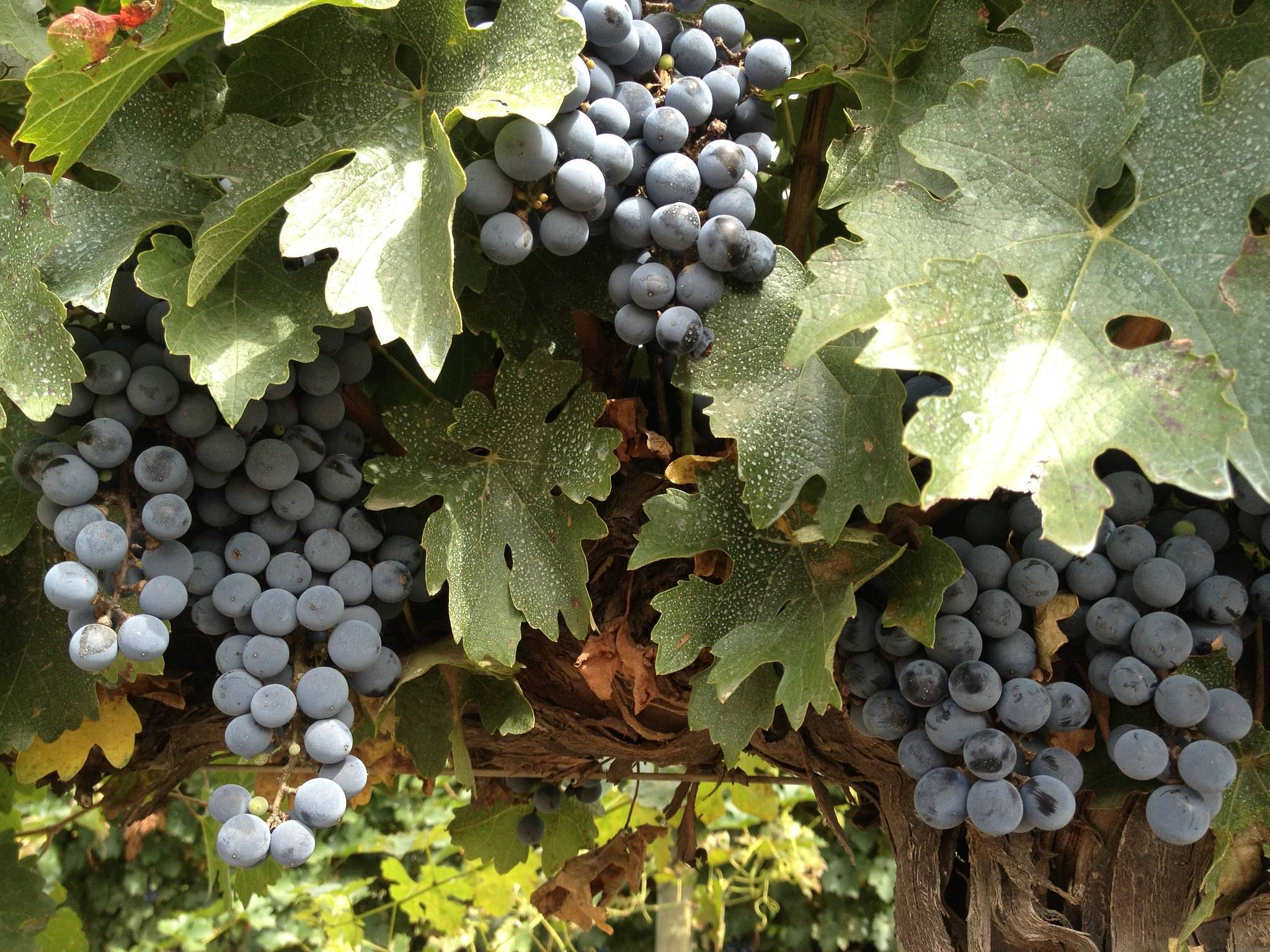 足球|最敢“叫板”美国的南美国家，足球和这个东西，让美国人没了脾气