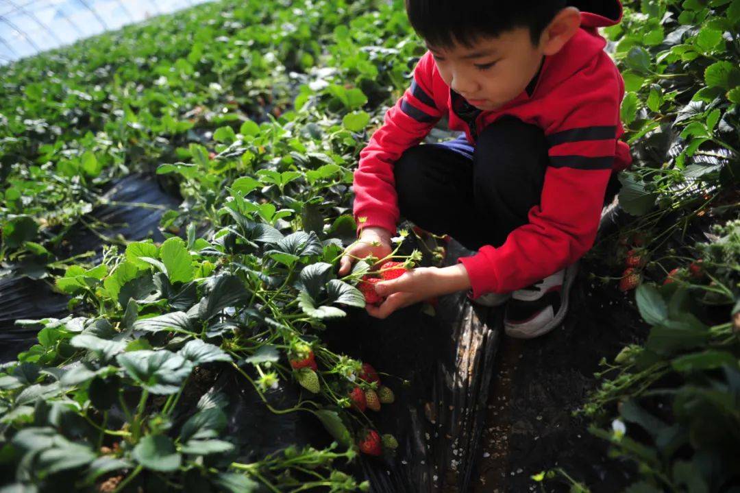 济南|冬日限定甜蜜！雨小荷奉上济南草莓采摘地图，速速收藏！