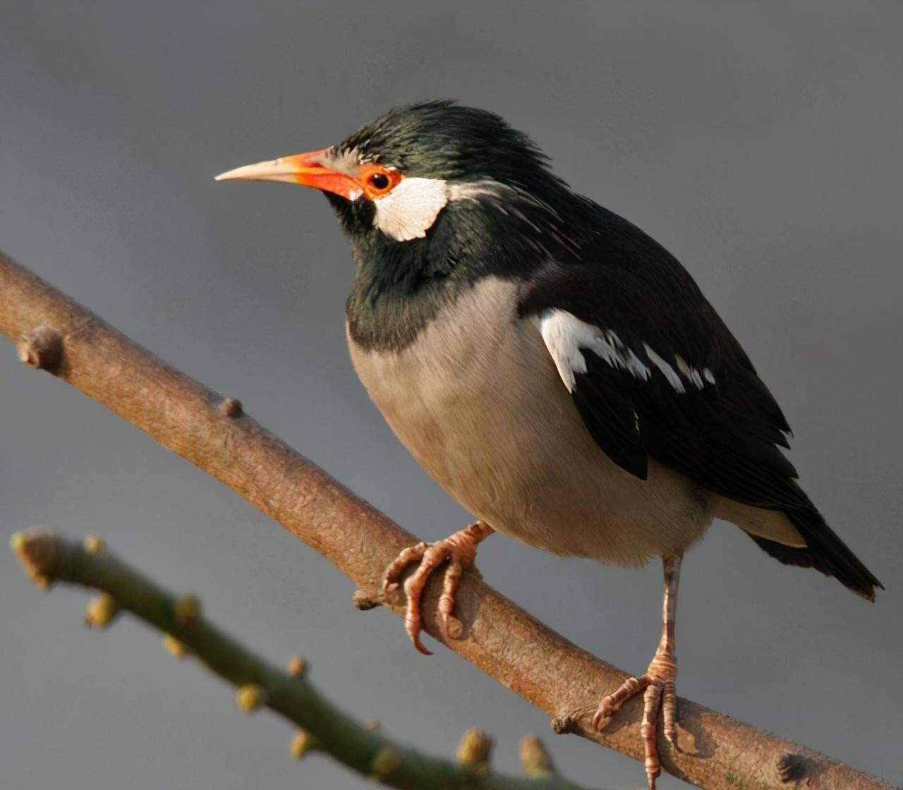 席弗林好心放生60只鸟,100年后每年让美国损失8亿_鸟类_物种_人类