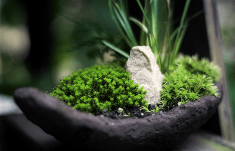苔藓盆景怎么养 abcf2a9a5f5949c694cb5a5fbc4bd8c1.png