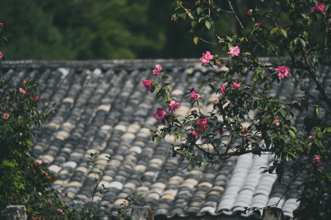 方圆十里|冬日腾冲，方圆十里有花香